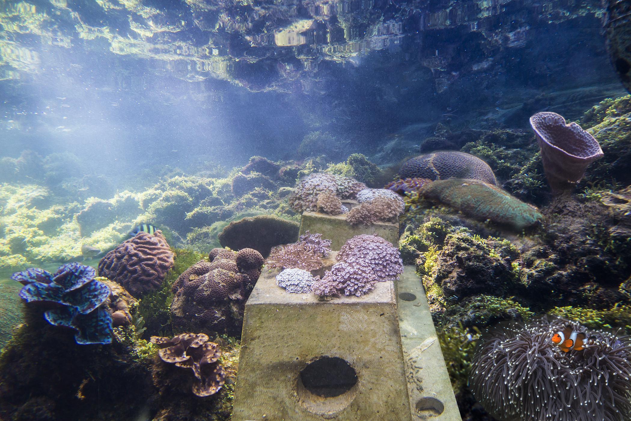 The Andaman, A Luxury Collection Resort, Langkawi Zewnętrze zdjęcie Aquarium